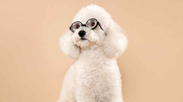 Medium Poodle Dog photo