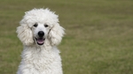 Medium Poodle Dog photo
