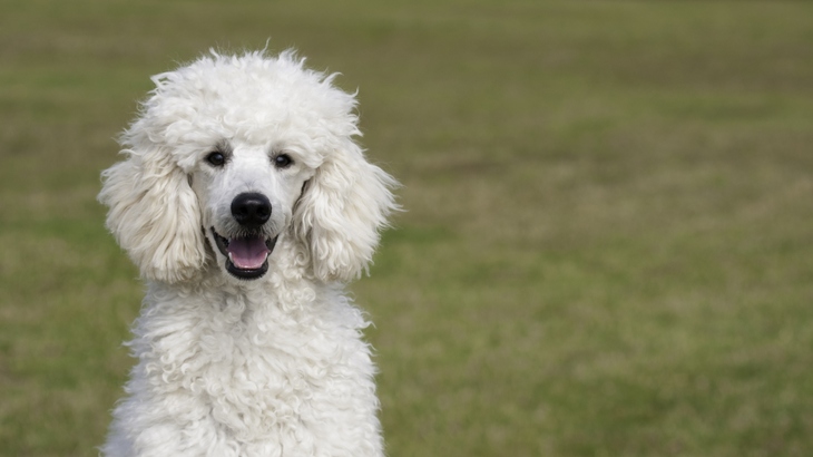 Medium Poodle Dog photo