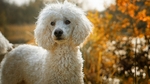Medium Poodle Dog photo