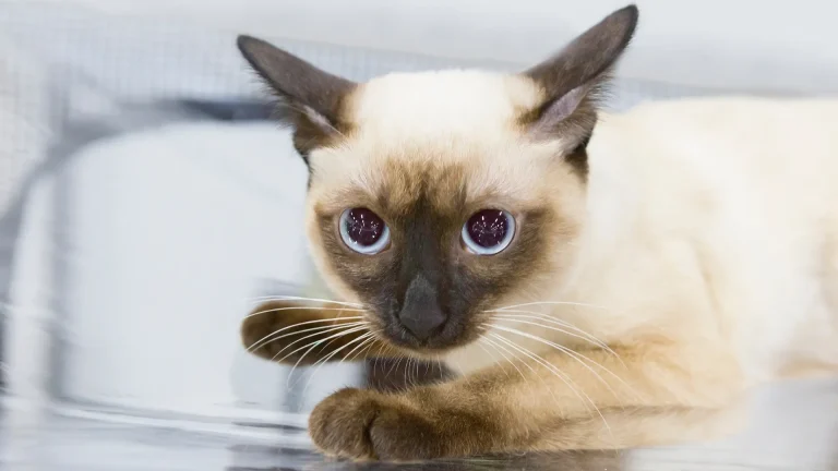 Mekong Bobtail Cat photo