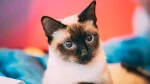 Mekong Bobtail Cat photo