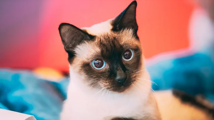 Mekong Bobtail Cat photo