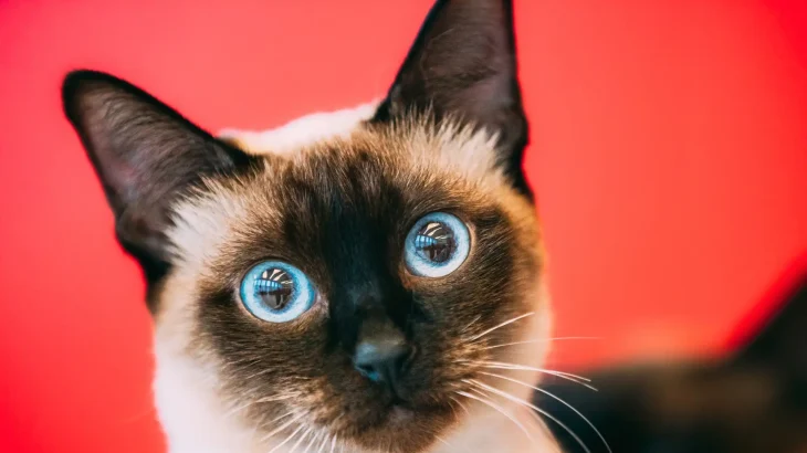 Mekong Bobtail Cat photo