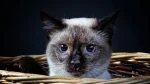 Mekong Bobtail Cat photo