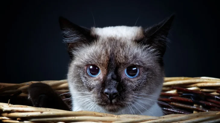 Mekong Bobtail Cat photo