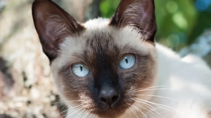 Mekong Bobtail Cat photo