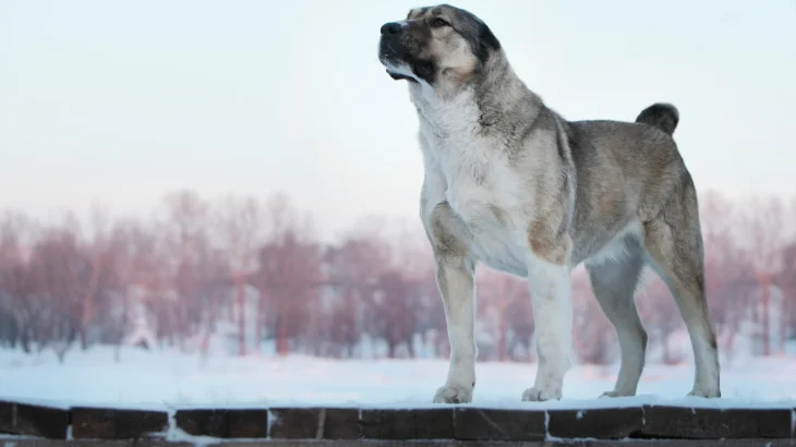 Middle Asian Ovtcharka Dog photo