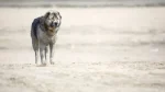 Middle Asian Ovtcharka Dog photo