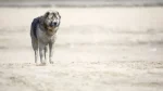 Middle Asian Ovtcharka Dog photo
