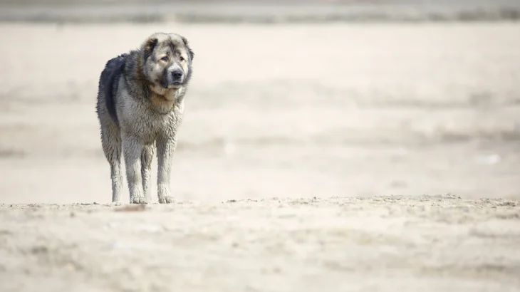 Middle Asian Ovtcharka Dog photo