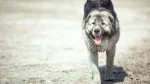 Middle Asian Ovtcharka Dog photo