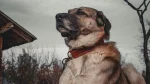 Middle Asian Ovtcharka Dog photo