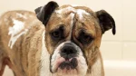 Miniature Australian Bulldog Dog photo