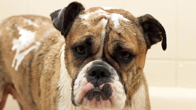 Miniature Australian Bulldog Dog photo