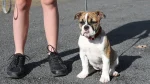 Miniature Australian Bulldog Dog photo