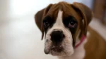 Miniature Australian Bulldog Dog photo