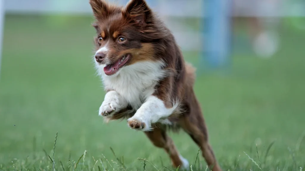 Miniature Australian Shepherd Dog photo
