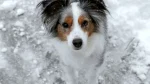 Miniature Australian Shepherd Dog photo
