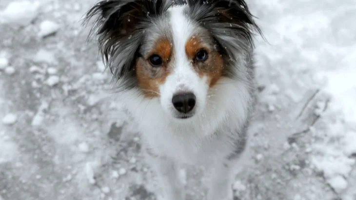 Miniature Australian Shepherd Dog photo