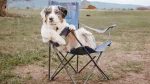 Miniature Australian Shepherd Dog photo