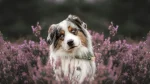 Miniature Australian Shepherd Dog photo