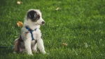 Miniature Australian Shepherd Dog photo