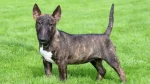 Miniature Bull Terrier Dog photo