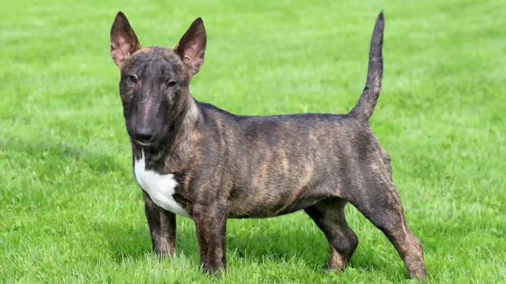 Miniature Bull Terrier Dog photo