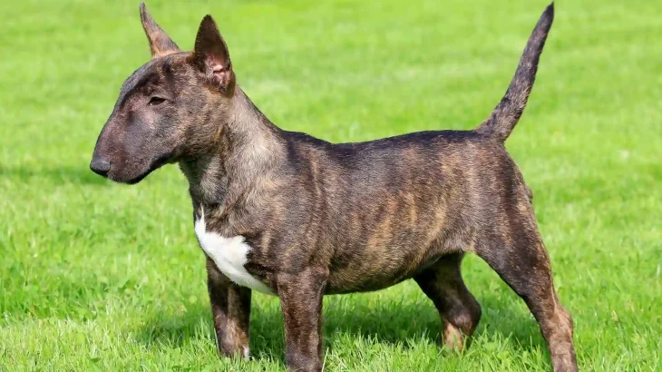 Miniature Bull Terrier Dog photo