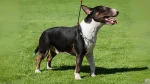 Miniature Bull Terrier Dog photo