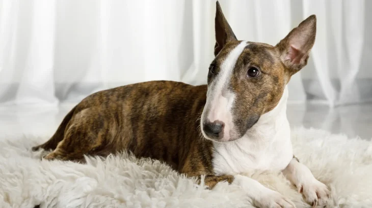 Miniature Bull Terrier Dog photo