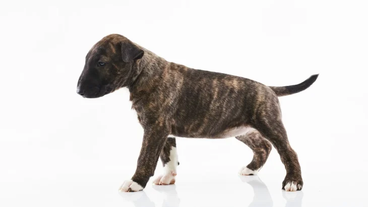 Miniature Bull Terrier Dog photo