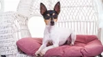 Miniature Fox Terrier Dog photo