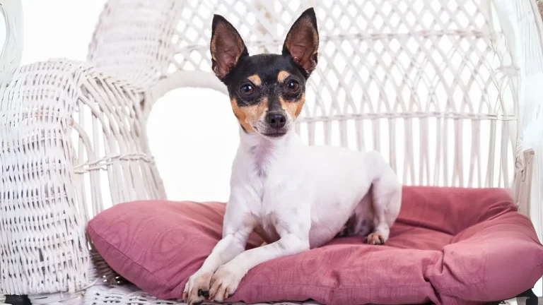 Miniature Fox Terrier Dog photo