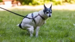 Miniature Fox Terrier Dog photo