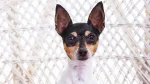 Miniature Fox Terrier Dog photo