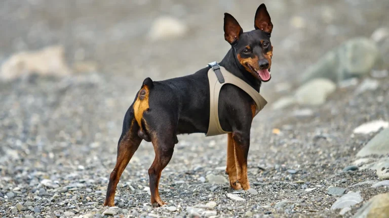 Miniature Pinscher Dog photo