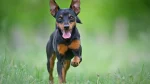 Miniature Pinscher Dog photo