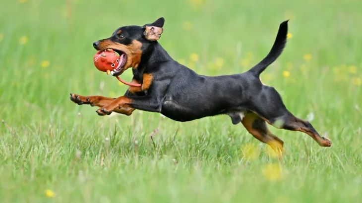 Miniature Pinscher Dog photo