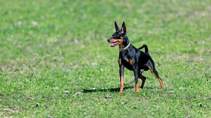 Miniature Pinscher Dog photo