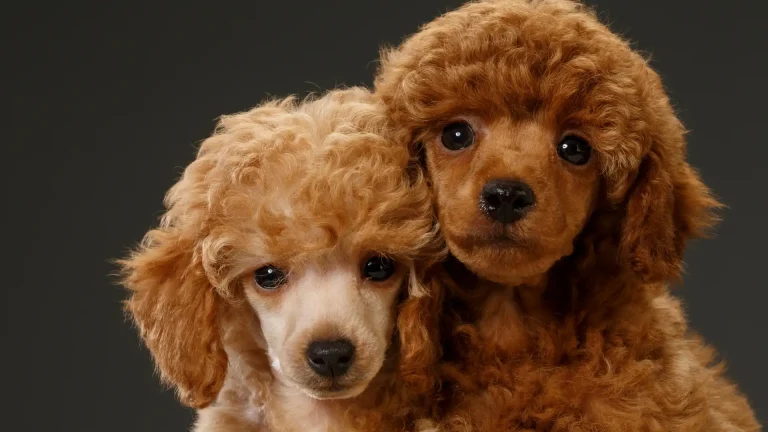 Miniature Poodle Dog photo