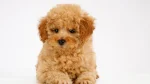 Miniature Poodle Dog photo