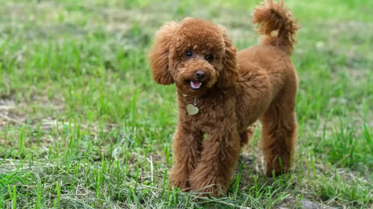Miniature Poodle Dog photo