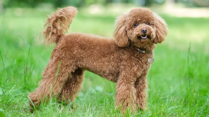 Miniature Poodle Dog photo