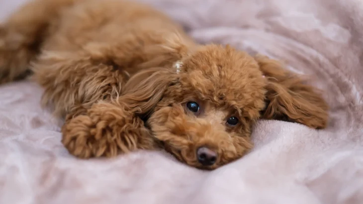 Miniature Poodle Dog photo