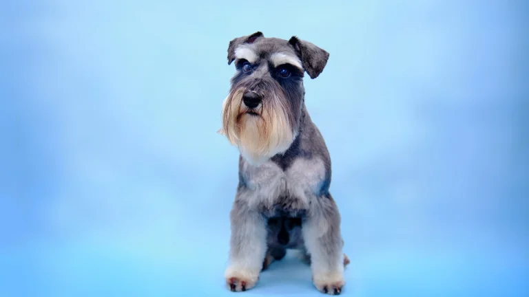 Miniature Schnauzer Dog photo