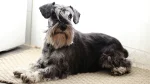 Miniature Schnauzer Dog photo