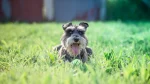 Miniature Schnauzer Dog photo