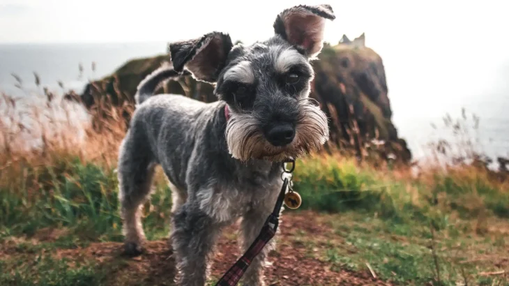 Miniature Schnauzer Dog photo